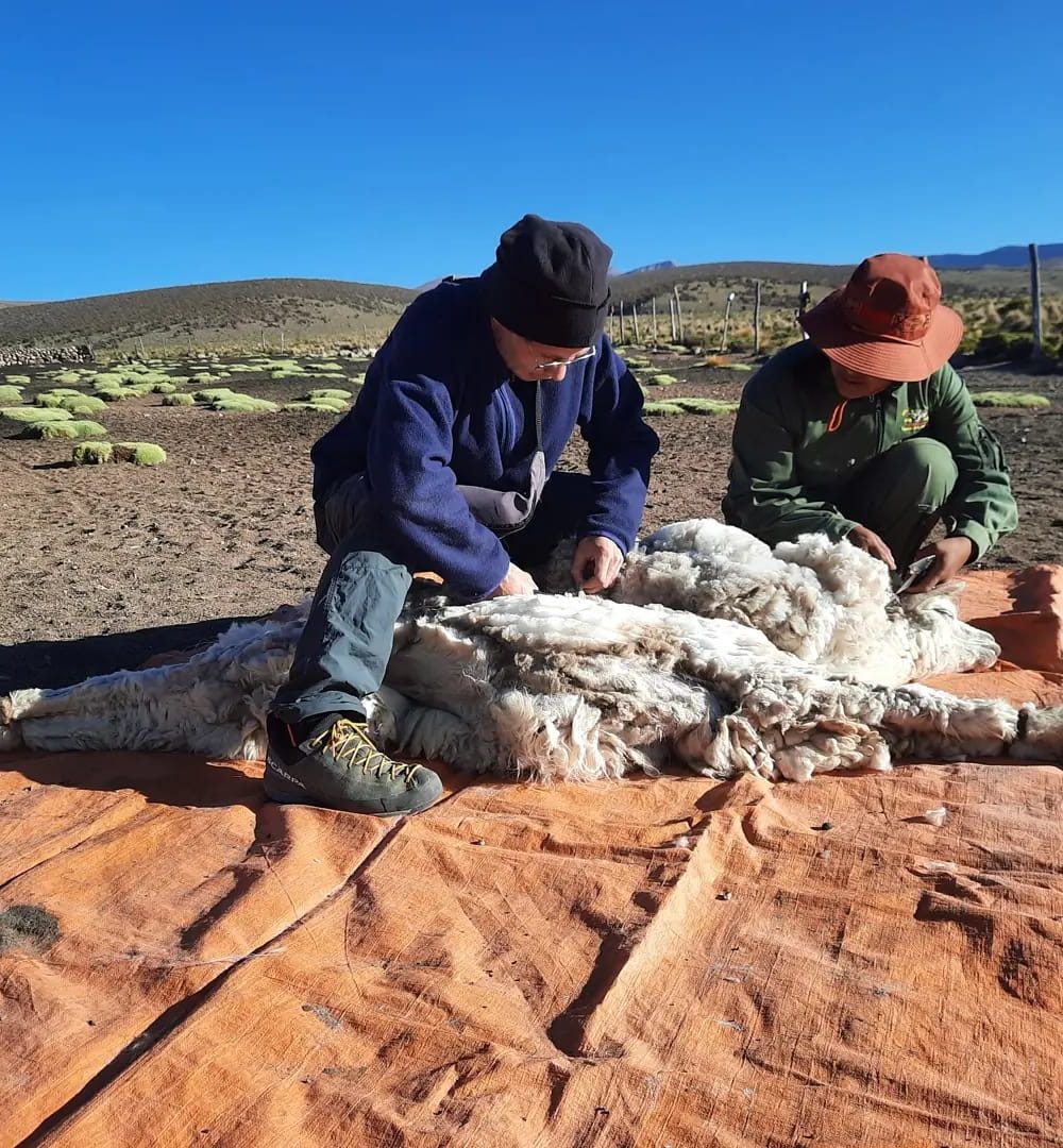 La tonde de l'alpaca chez un éleveur de la communauté