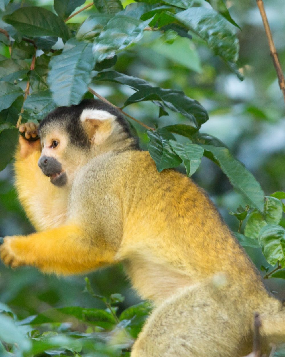 Singe écureuil dans la végétation de la jungle amazonienne, Bolivie