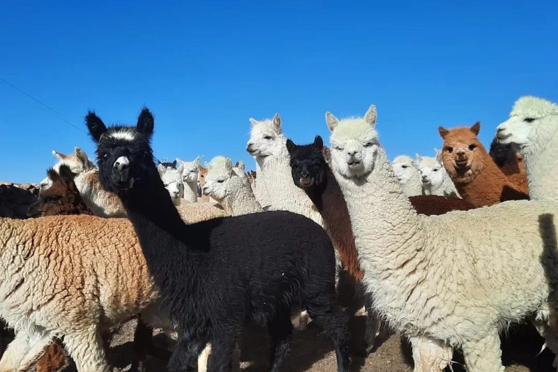 Les alpacas, stars de la région