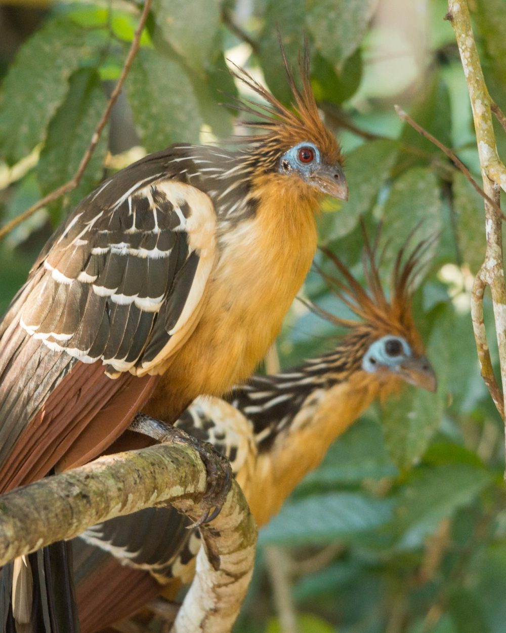 Deux hoatzins perchés sur une branche au bord du fleuve Beni, Amazonie bolivienne