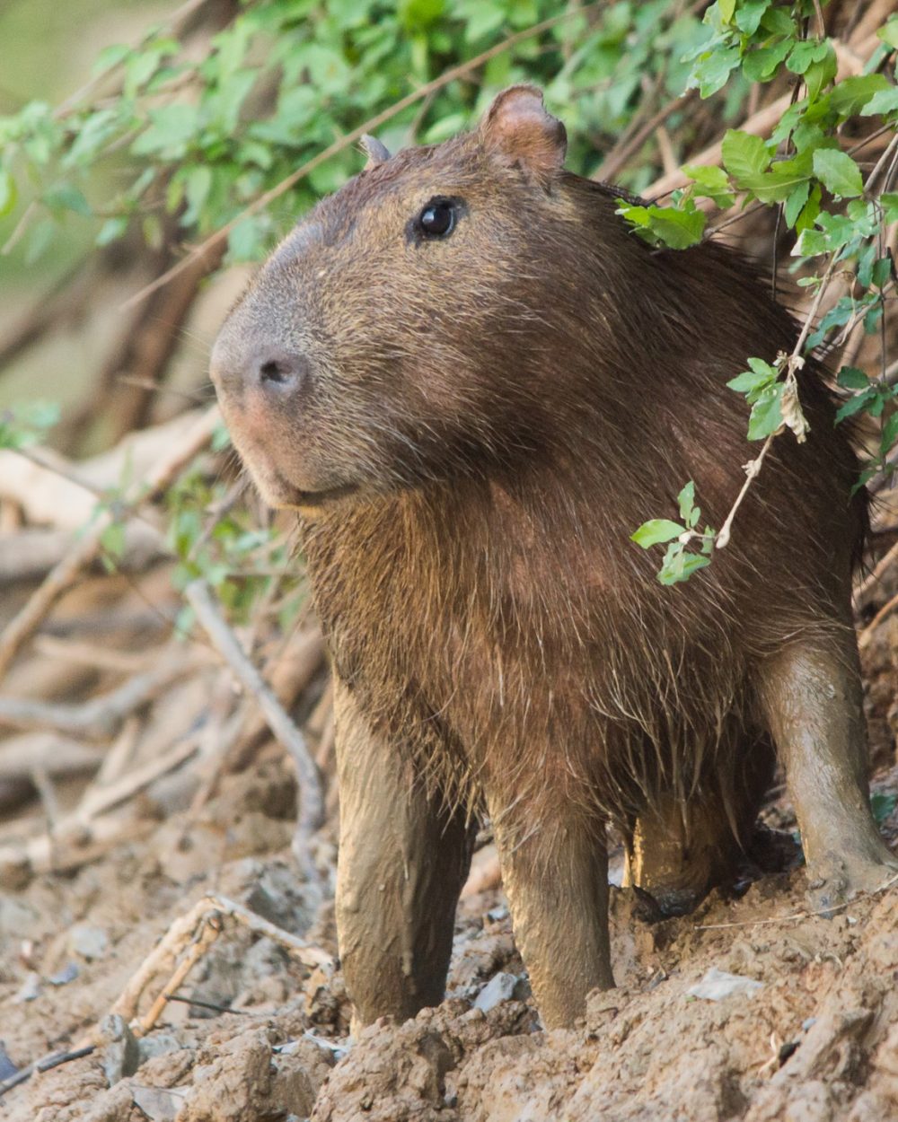 Capybara sur une rive du fleuve Beni au cœur de l'Amazonie bolivienne