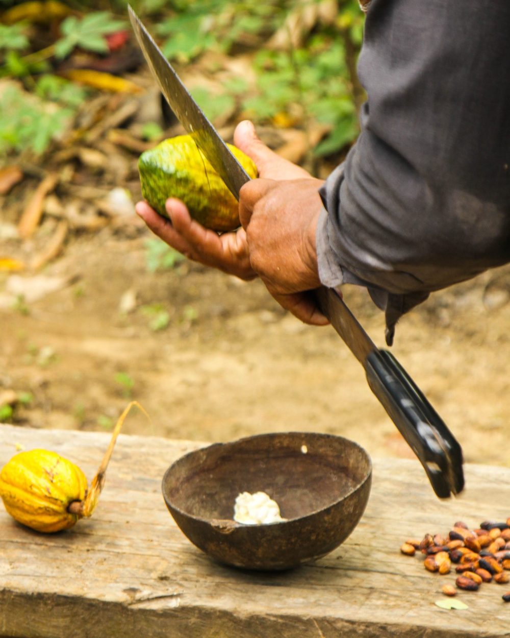 Préparation du cacao à la machette lors d'un repas traditionnel en communauté amazonienne, Bolivie